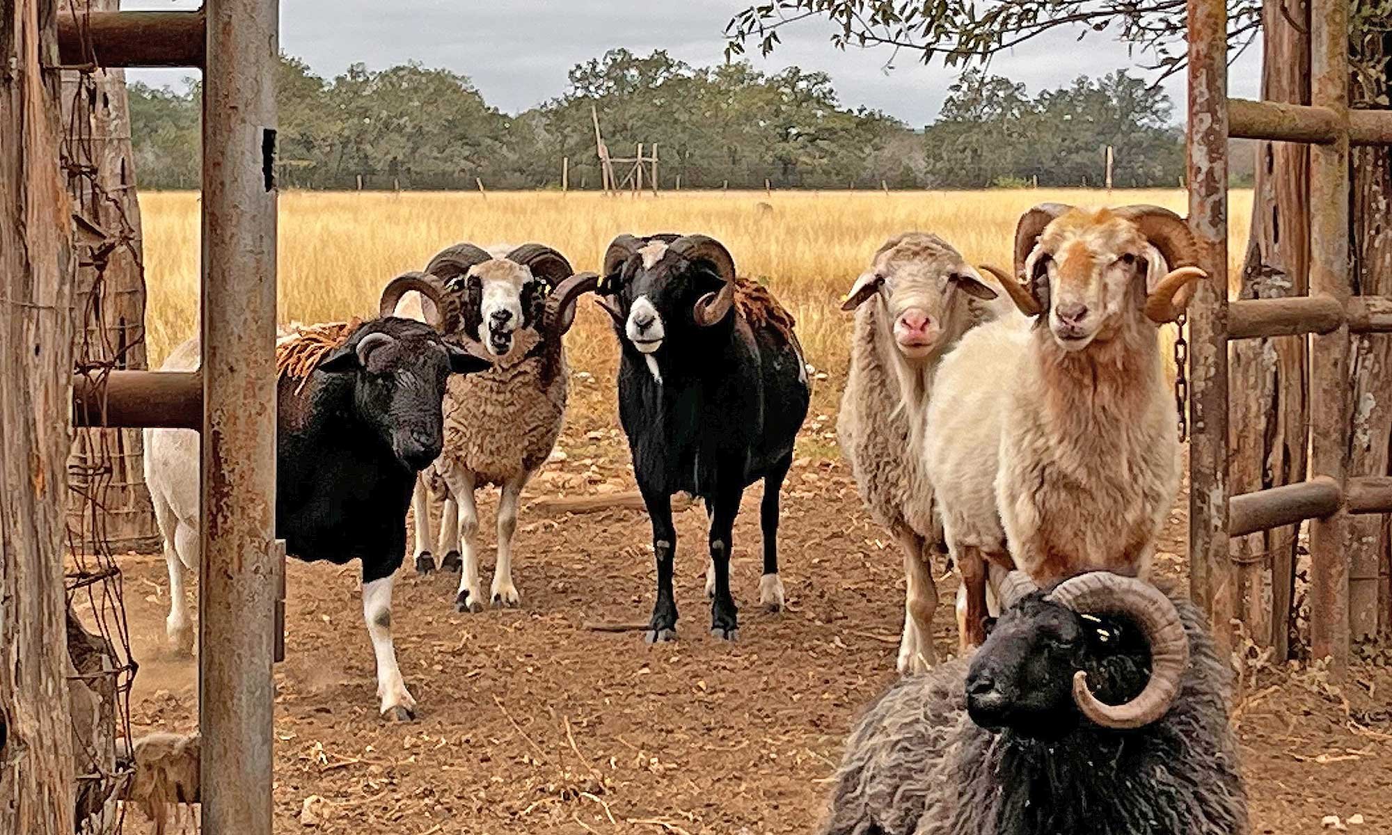 A Global Flock in Texas: Meet 25 Breeds at The Sheepwalk Ranch
