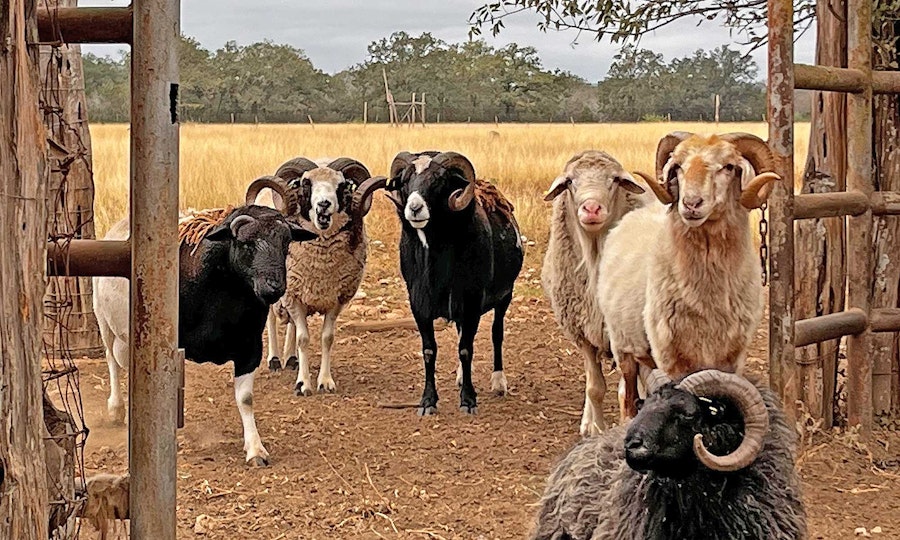 A Global Flock in Texas: Meet 25 Breeds at The Sheepwalk Ranch Image