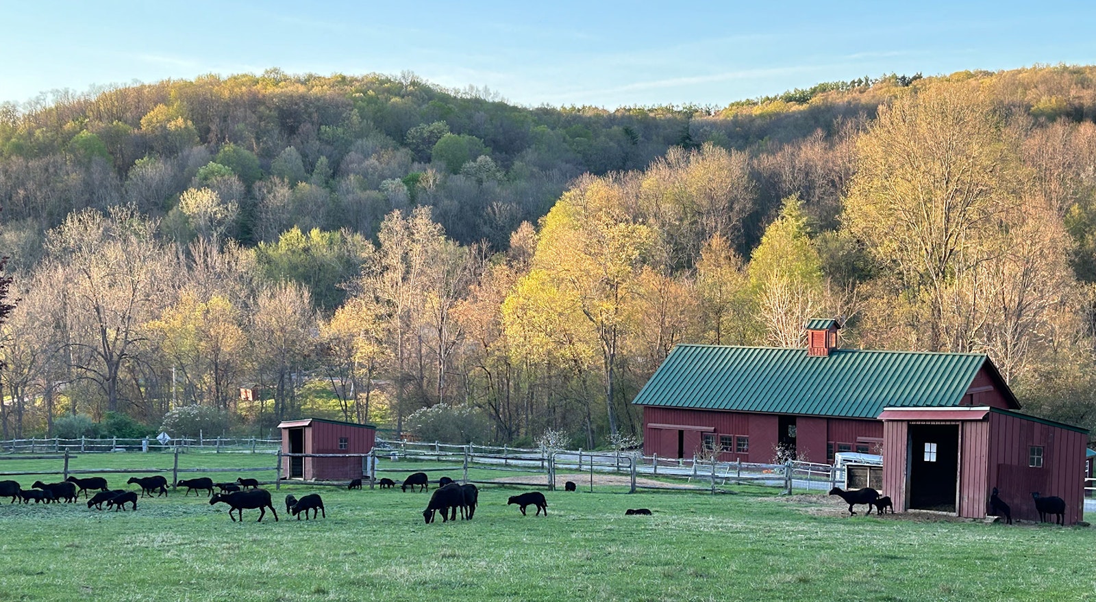 Black Welsh Mountain Sheep in the Hudson Valley Primary Image