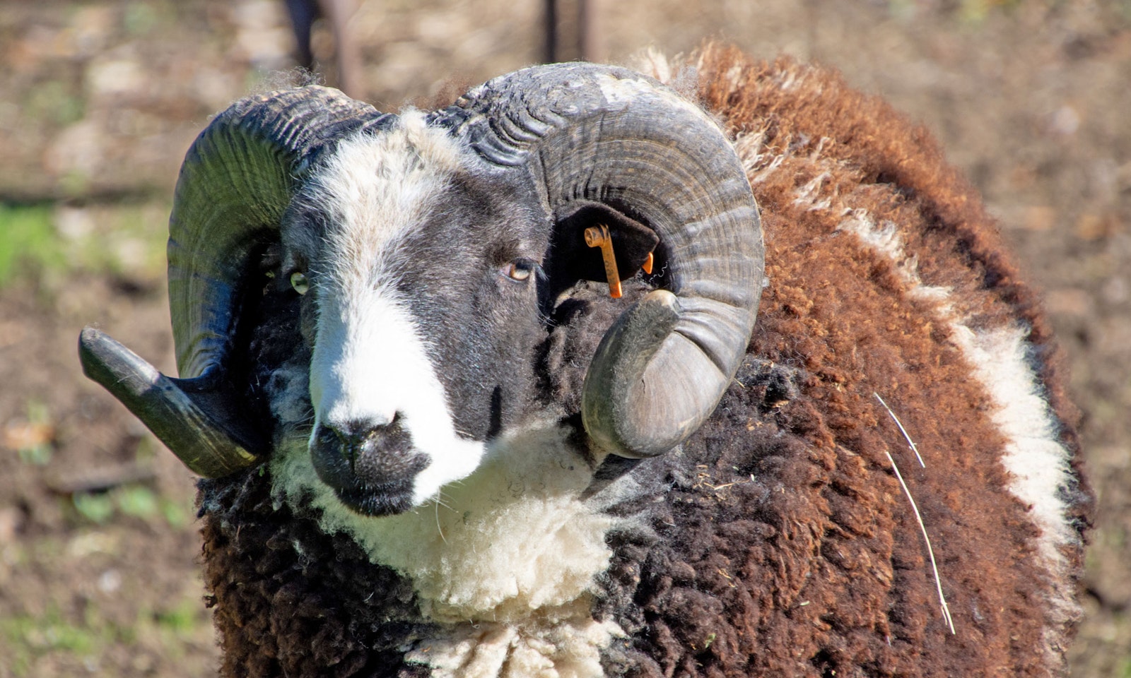 How to Source Yarn Directly from a Farm Primary Image