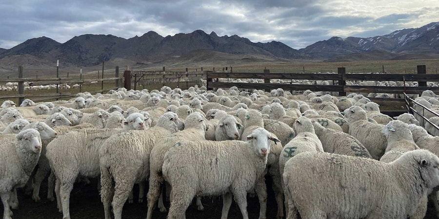 Lani’s Lana: Sheep, Landscape, and Western Wool Image