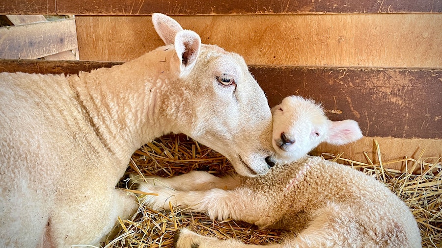 A Shepherd’s Year: What to Expect When You’re Expecting (Lambs) Image