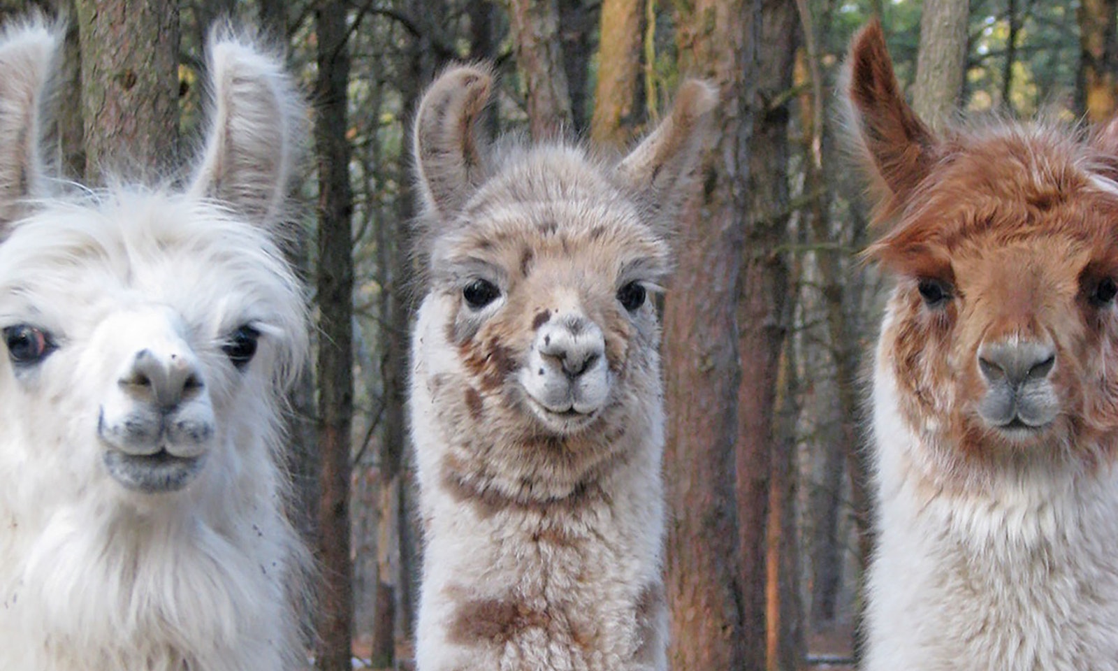 Shear Genius: A Shepherdess-Shearer and her “Aha!” Moment Primary Image