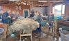Shearing Day at Apple Creek Merinos Image