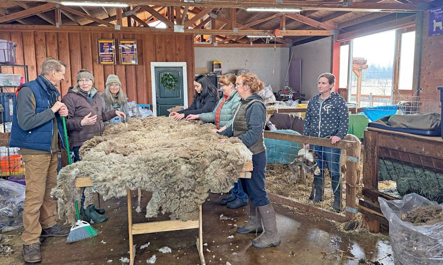 Shearing Day at Apple Creek Merinos Image