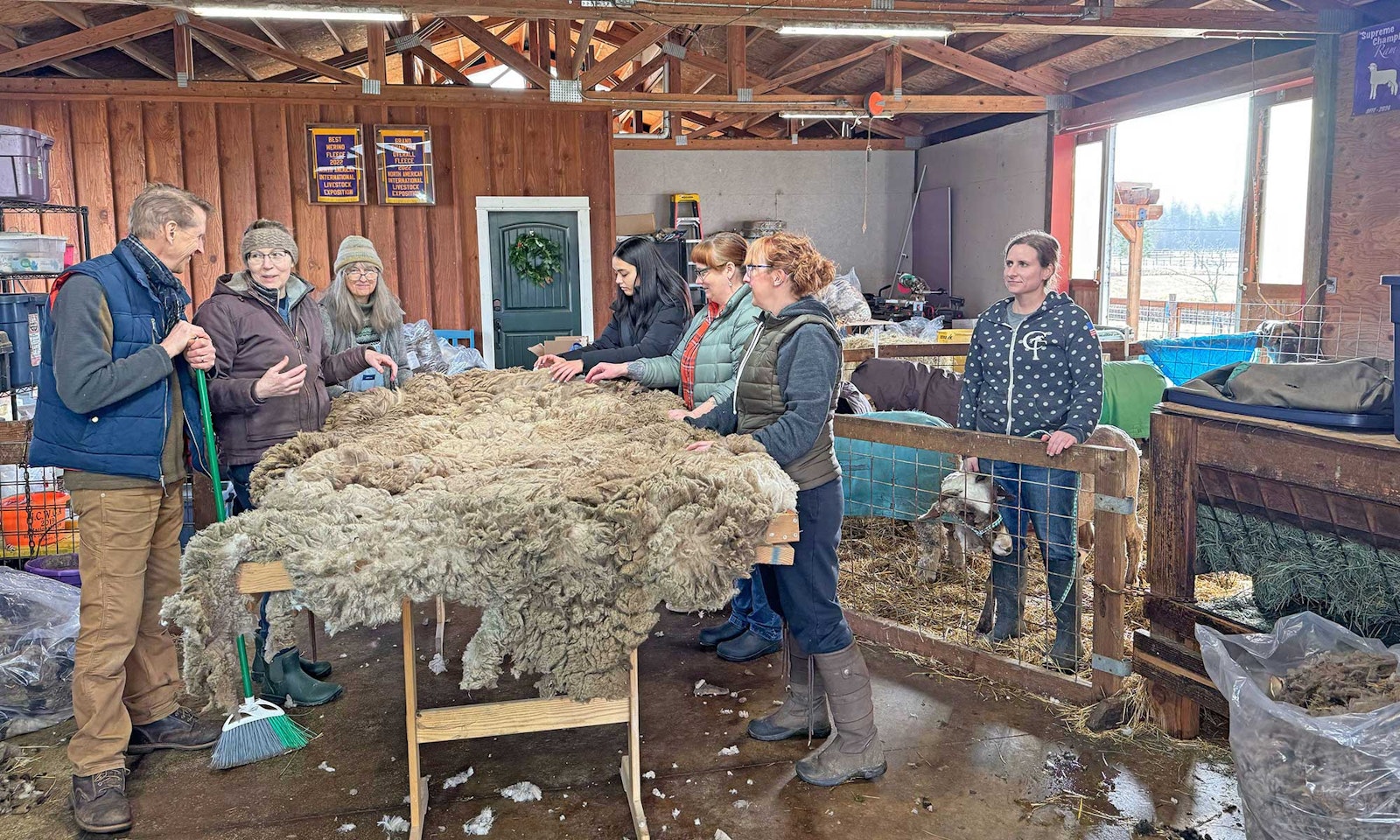 Shearing Day at Apple Creek Merinos Primary Image