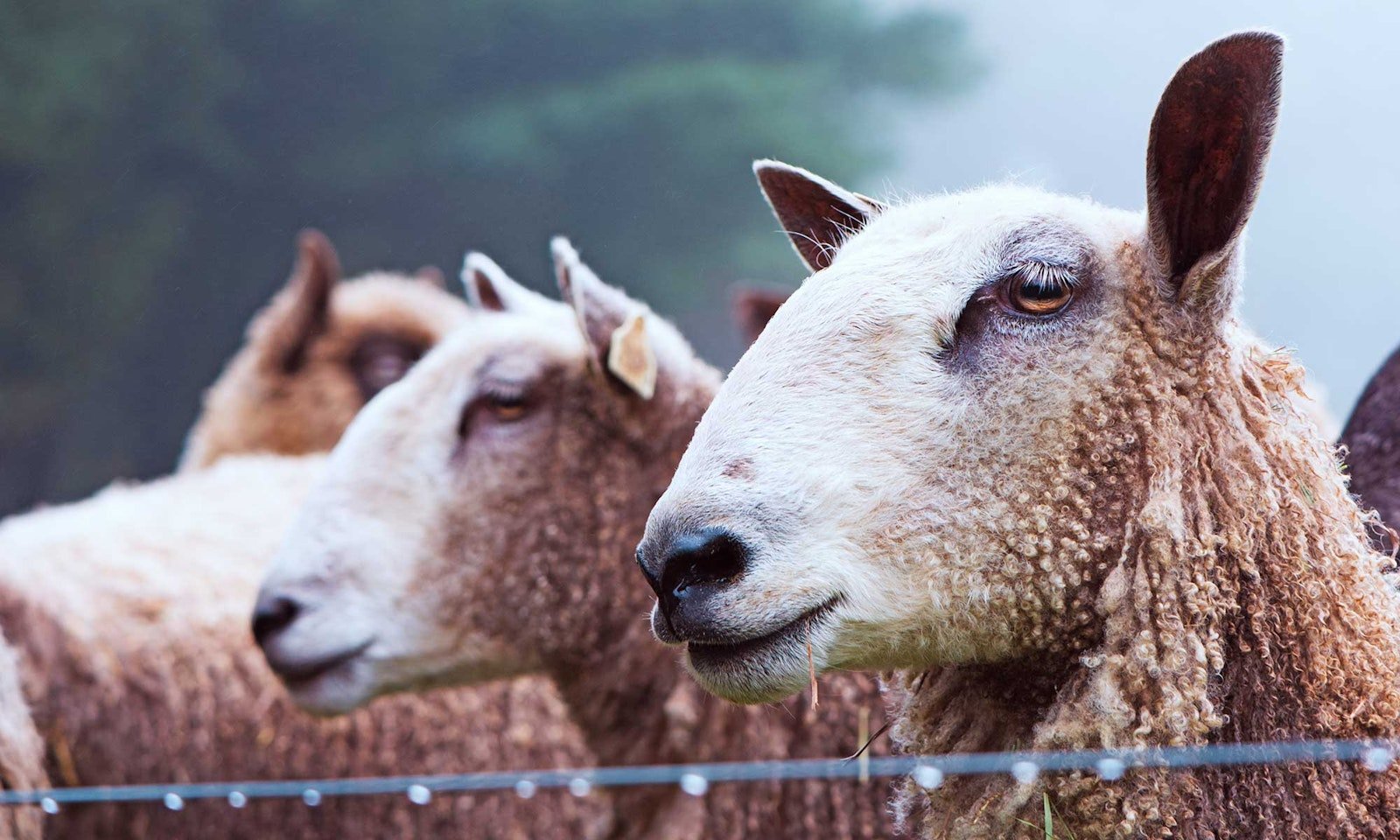 Why Knit with Bluefaced Leicester? Primary Image