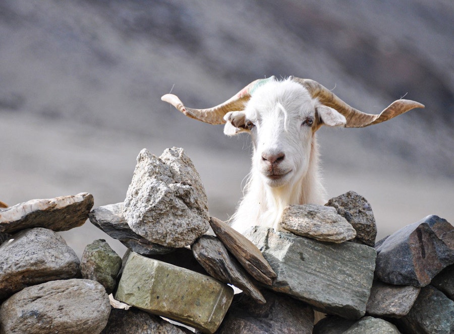 Melting Glaciers, Cashmere Goats, and How Knitting Can Help Image