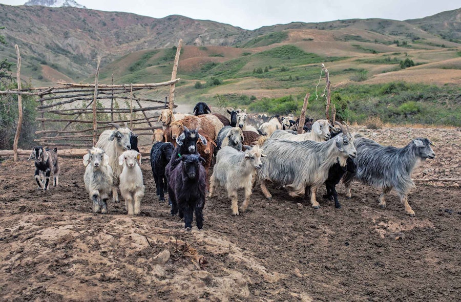 Cashmere from the Silk Road Image