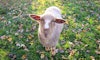 Meet Piglet and Fungo—and Find Out How Their Wool Becomes Yarn  Image