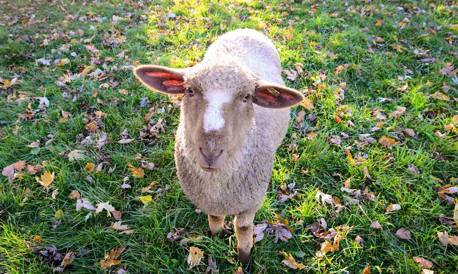 Meet Piglet and Fungo—and Find Out How Their Wool Becomes Yarn  Image