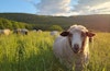 Rare Breed, Rare Yarn: Bohlayer’s Small-Batch Romeldale CVM Image