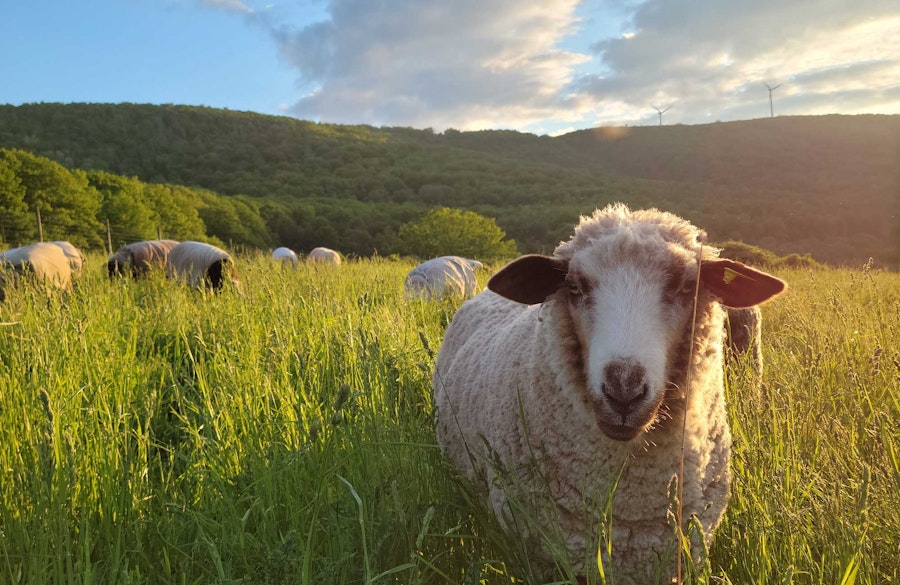 Rare Breed, Rare Yarn: Try Small-Batch Romeldale CVM Image