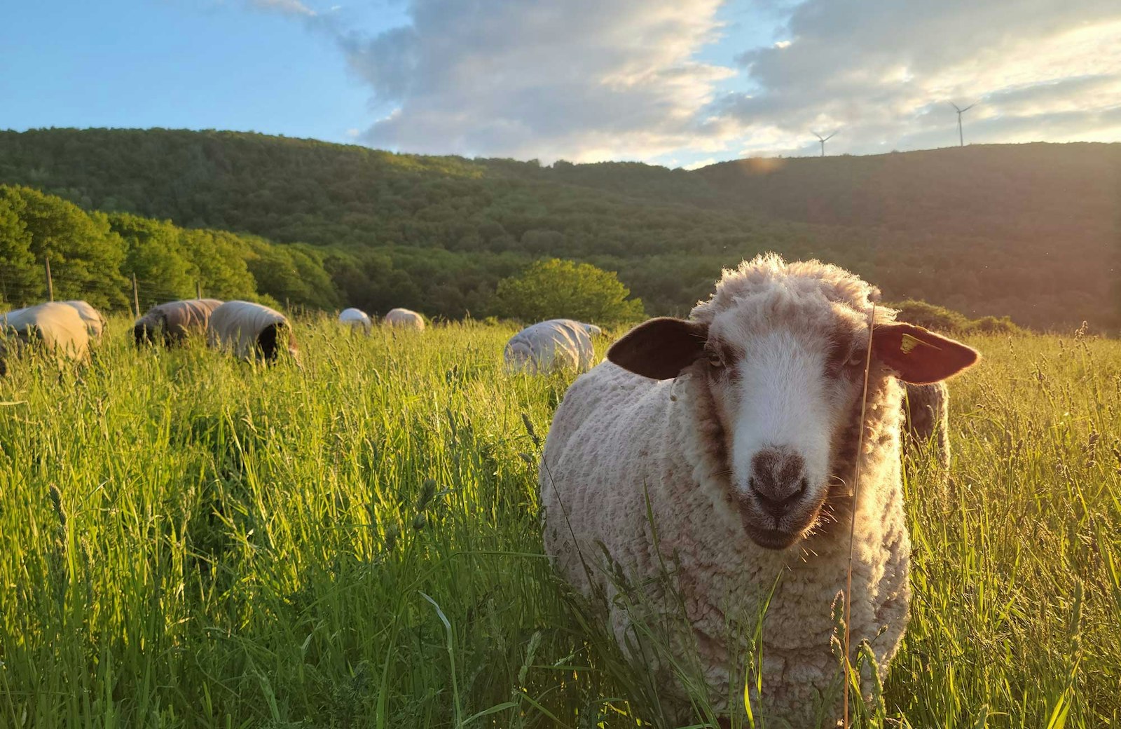 Rare Breed, Rare Yarn: Try Small-Batch Romeldale CVM Primary Image