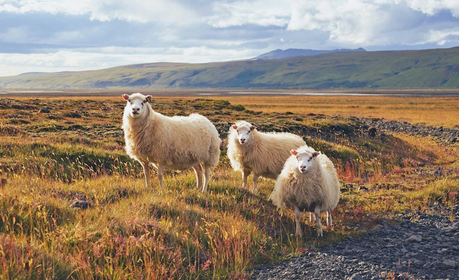 “Stupid Sheep” and Other Sheep Myths Image