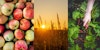 Harvest: Submissions Call for Fall 2026  Image