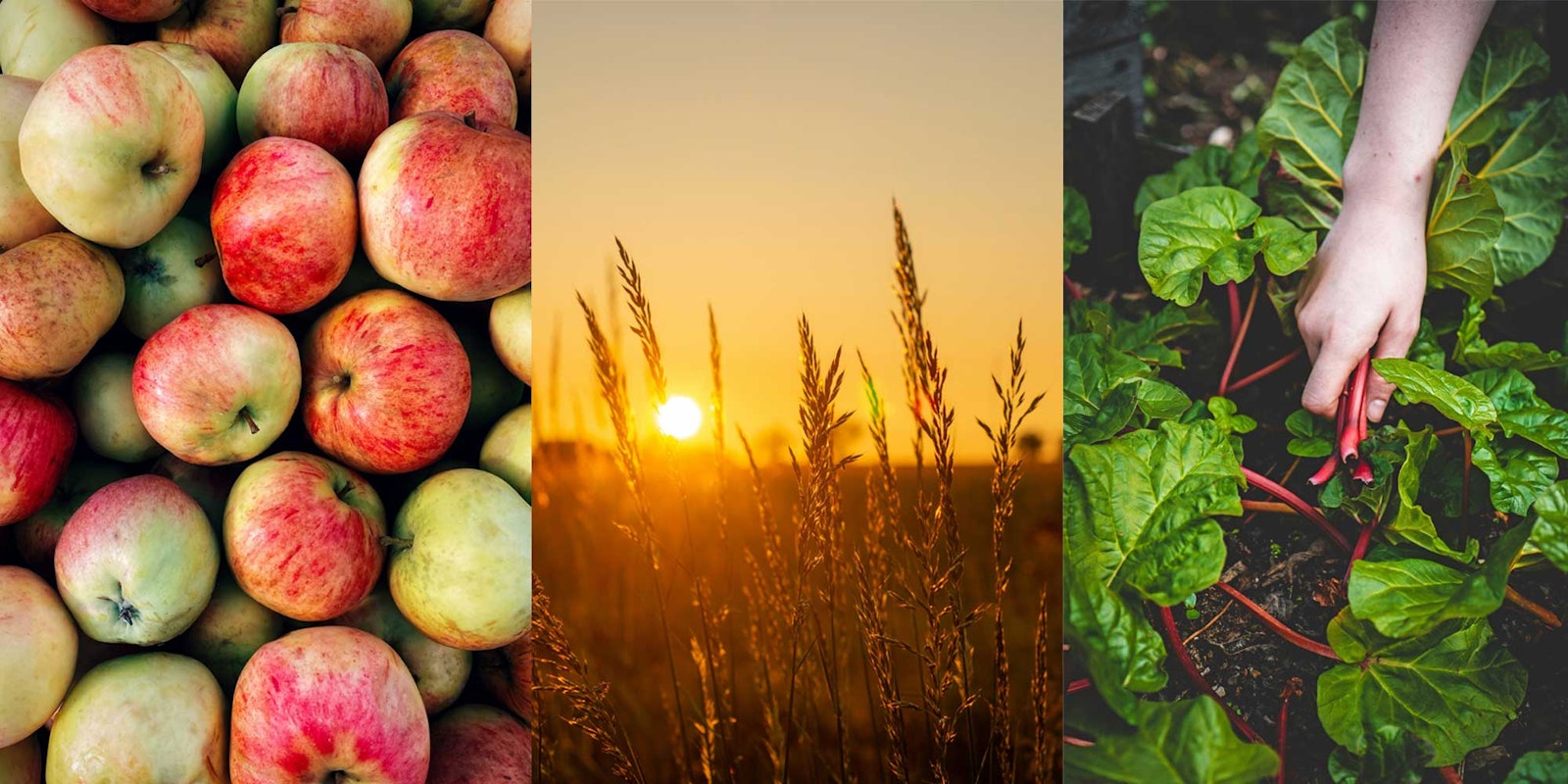 Harvest: Submissions Call for Fall 2026  Primary Image