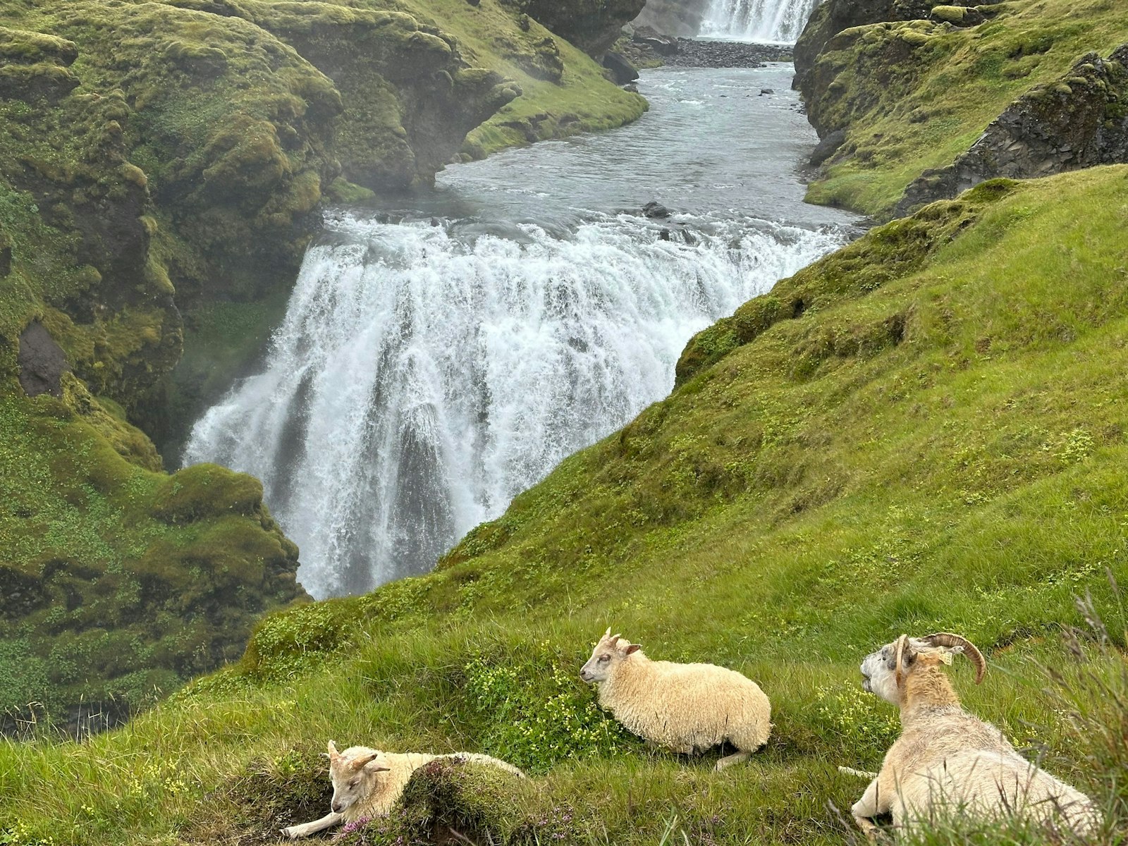 The Land of Fire, Ice, and Sheep Primary Image