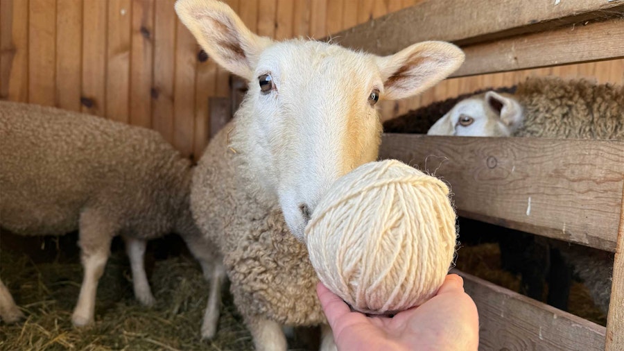 3 Ways to Knit Pantone 2026 Color of the Year Cloud Dancer Image