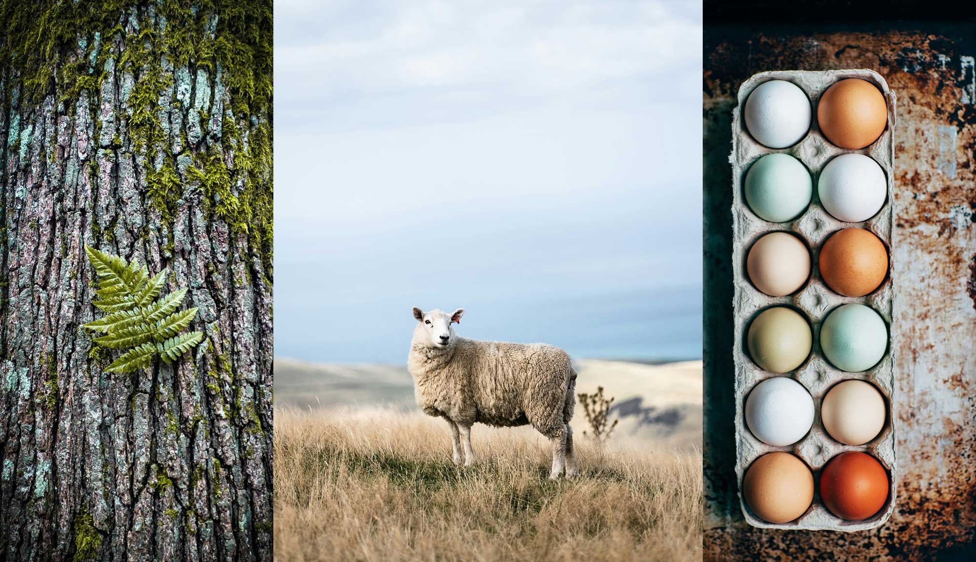 Rooted: Submissions Call for Winter 2026 Image