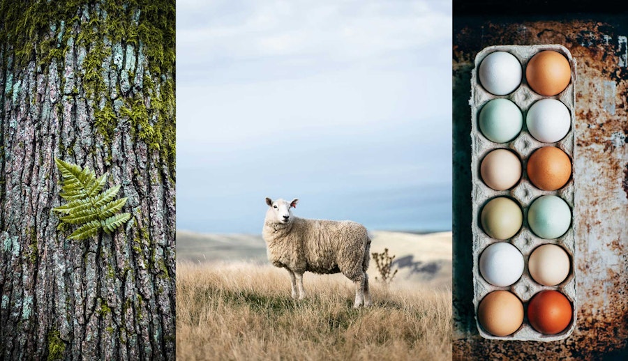 Rooted: Submissions Call for Winter 2026 Image