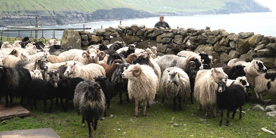 Legacy of Wool: Faroese Gold Image