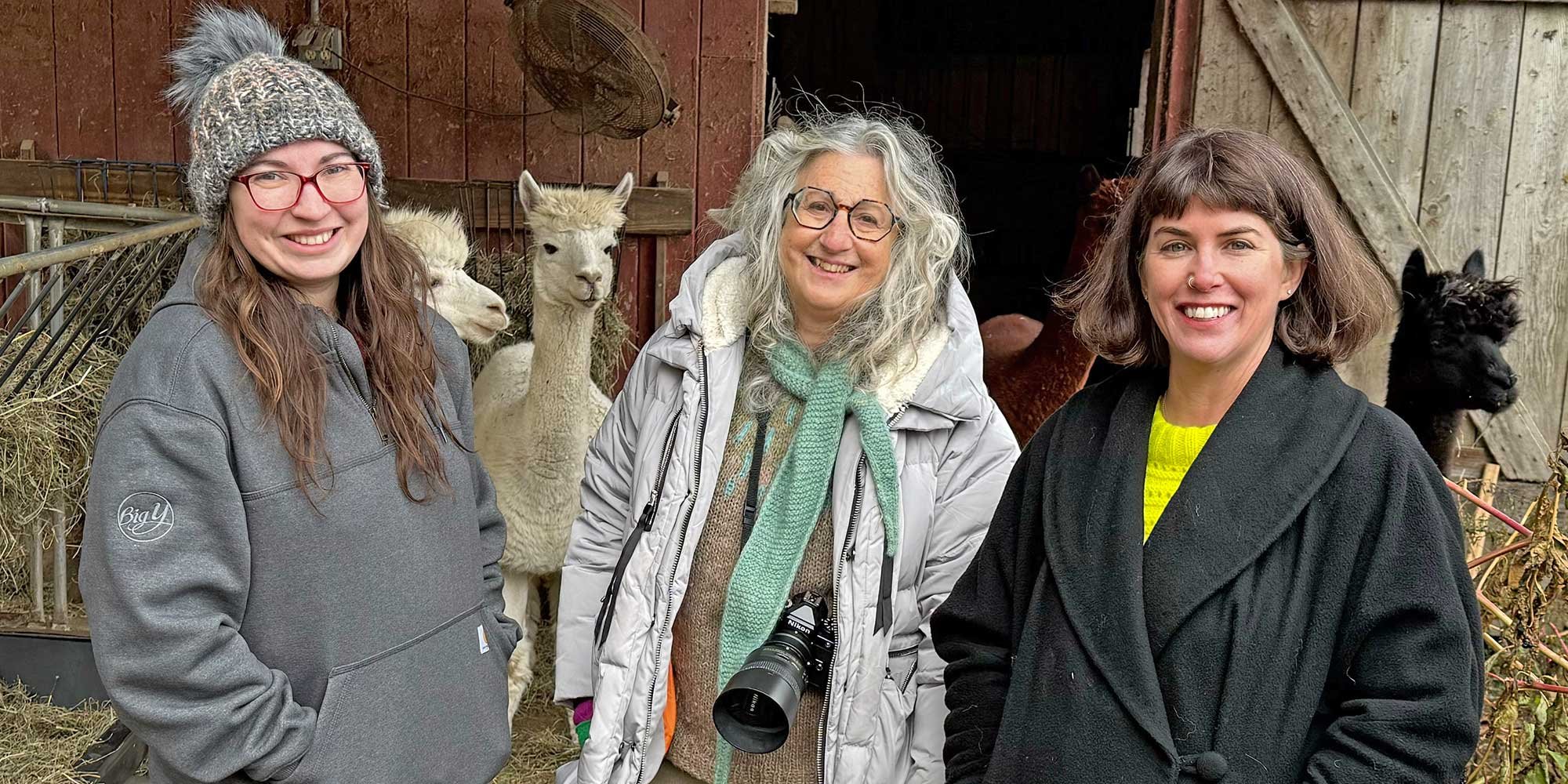 I Spy an Alpaca! Image