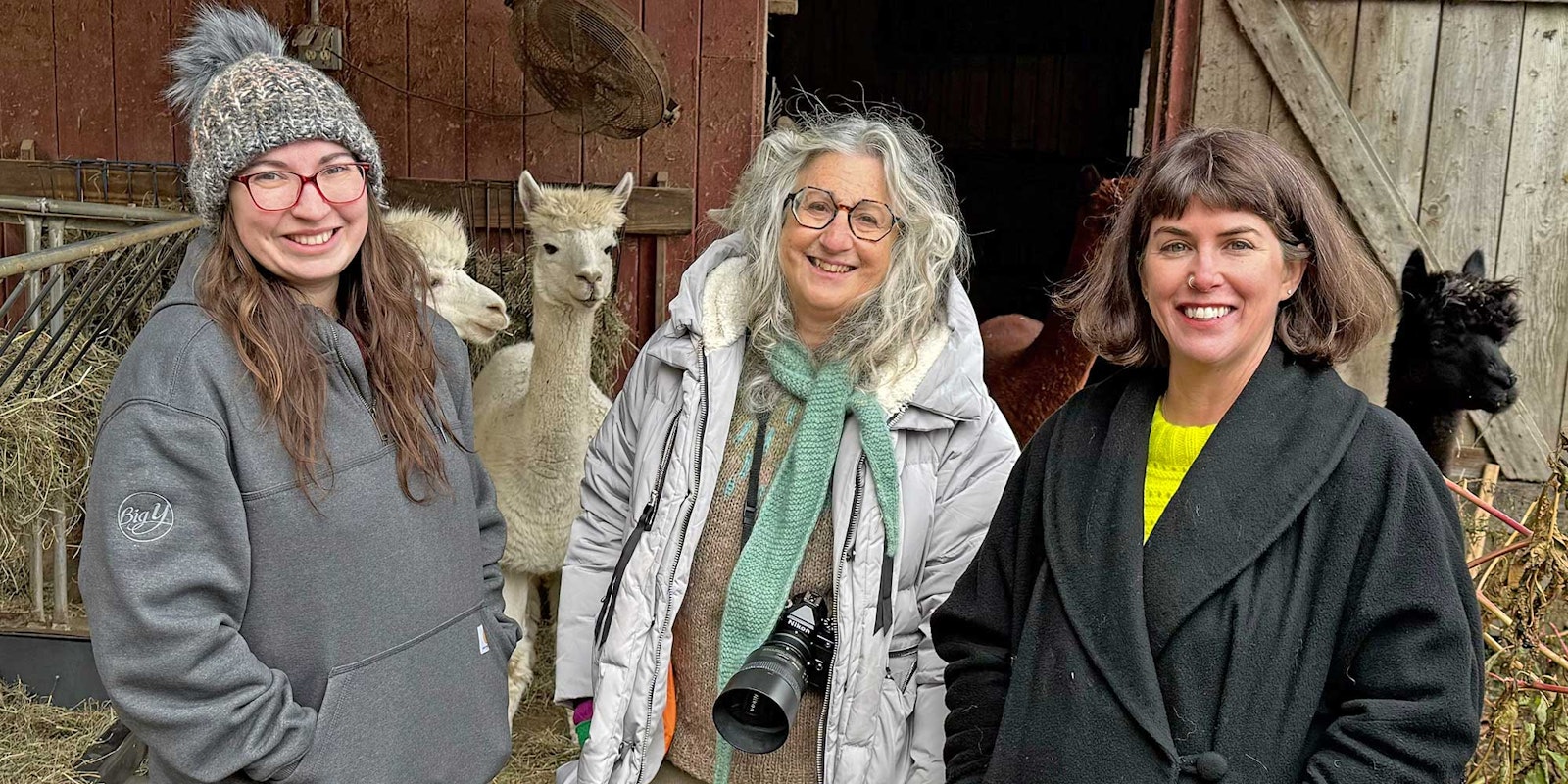 I Spy an Alpaca! Primary Image