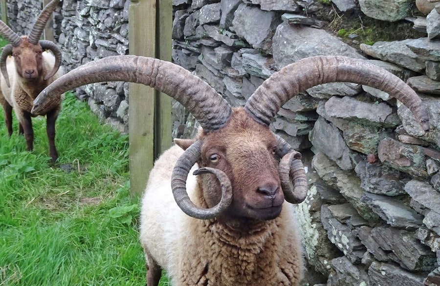 A Global Wool Safari: Meet 7 Fiber Animals in the Spring Issue Image