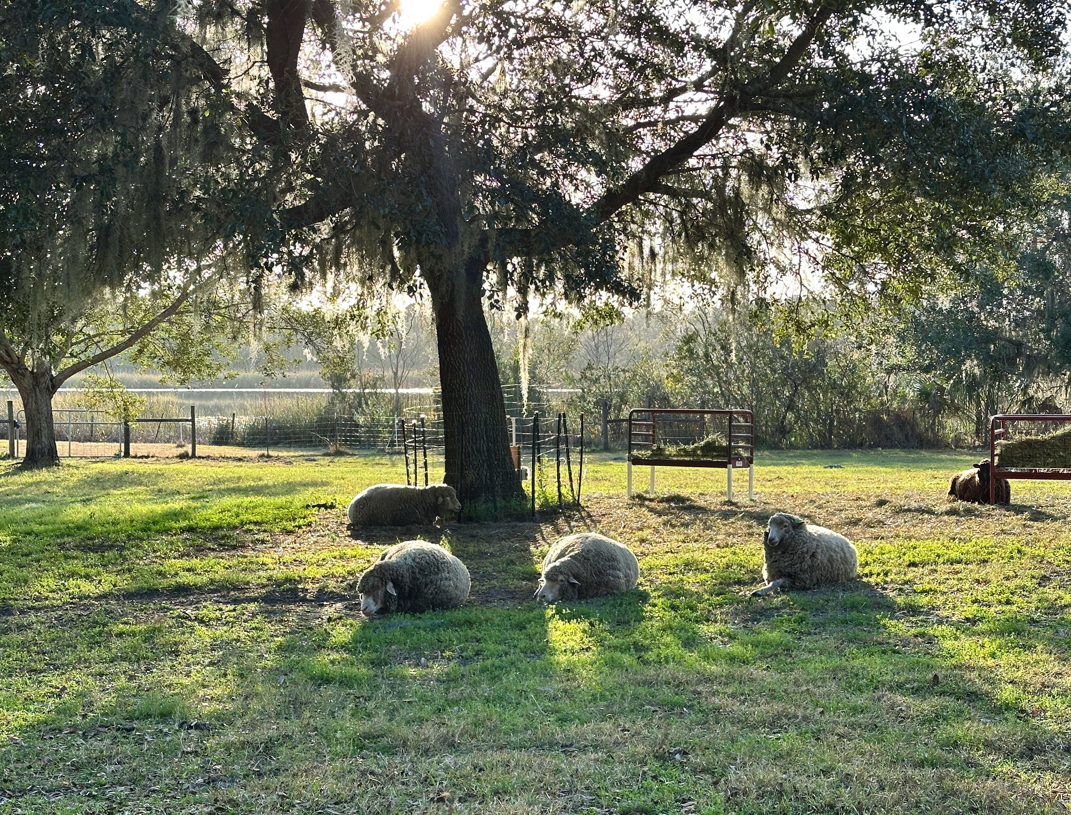 Finding Sheep in the Sunshine State Image