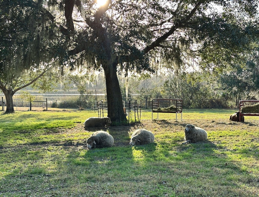 Finding Sheep in the Sunshine State Image