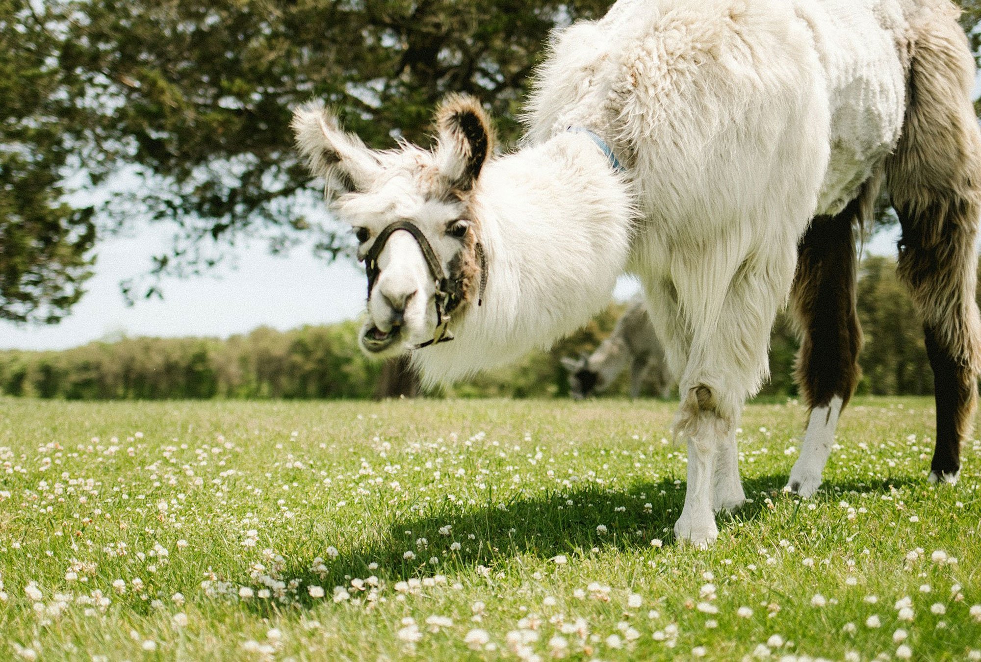 Lama Lingo: Decoding the Language of Camelids Image