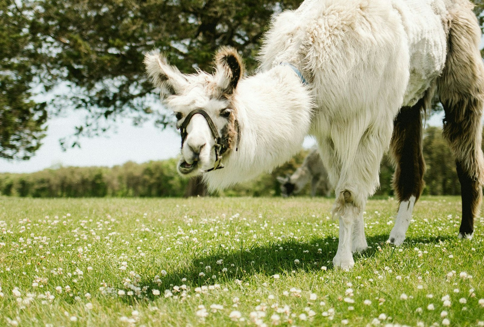 Lama Lingo: Decoding the Language of Camelids Primary Image